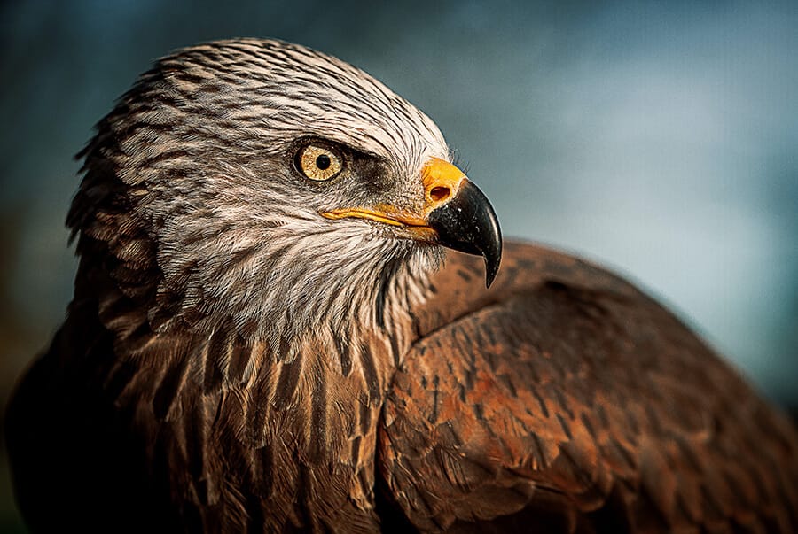 Bird Photo-shooting and editing secrets